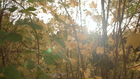 Sonnenuntergangslicht-Bricht-Durch-Die-Bäume,-Während-Die-Herbstblätter-In-Zeitlupe-Im-Wind-Wiegen