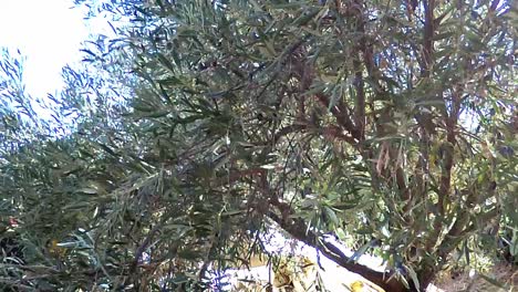 Olives-being-harvested-from-the-Mediterranean-for-Olive-Oil-production,-Limassol,-Cyprus
