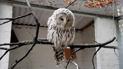 Beautiful-white-owl-in-captivity-in-a-bird-park-in-Germany,-Europe