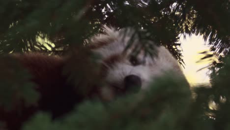 Red-Panda-Sleep-on-a-Forest-Tree