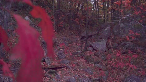Slow-rising-pan-from-close-up-rocks-on-a-red-dirt-path-to-a-close-up-of-a-red-leave-in-a-fall-forest