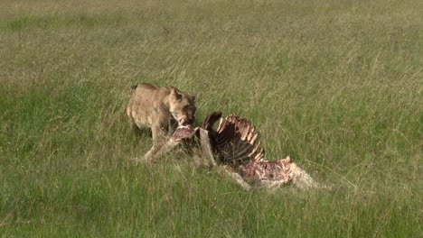 Lion-female-dragging-her-prey-through-grassland,-Maasai-Mara,-Kenya
