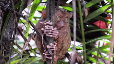 Slow-motion-close-up-shot-of-wet-tarsier-holding-on-to-a-branch-during-rain-in-Bohol,-The-Philippines