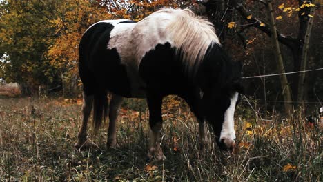 Pferd-Auf-Herbstkoppel