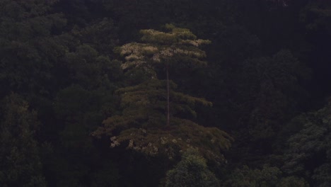 Lluvia-Golpeando-Los-árboles-En-Malasia