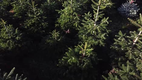 Langsames-Luftschwenken-über-Weihnachtsbäume