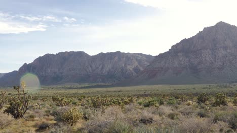 Landschaft-Mit-Kakteen-In-Der-Nähe-Des-Nationalen-Schutzgebiets-Red-Rock-Canyon-In-Nevada,-USA---Kamera-Kippt-In-Zeitlupe-Nach-Oben