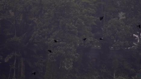 Zeitlupenvideo-Von-Stadtvögeln,-Die-Vor-Sonnenuntergang-Im-Stadtzentrum-Von-Kuala-Lumpur-Fliegen
