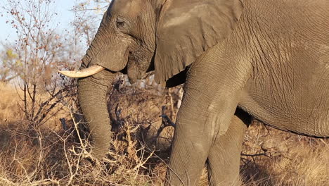 An-African-elephant-twisting-his-trunk-around-dry-branches-in-search-of-food