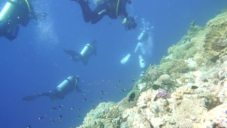 Buzos-Escaneando-Un-Arrecife-De-Coral