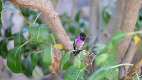Slow-motion-shot-of-a-bright-pink-Annas-Hummingbird-sitting-on-a-tree-branch-and-looking-around-curiously-in-California