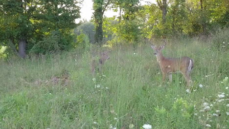 Deer-in-a-Pennsylvania-field
