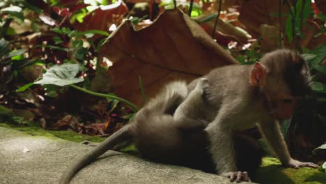 Two-baby-monkeys-play-with-each-other-in-monkey-forest-in-Ubud