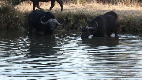 Erwachsener-Afrikanischer-Kaffernbüffel-Trinkt-Vorsichtig-Aus-Einer-Wasserstelle,-Während-Er-Untergetaucht-Ist