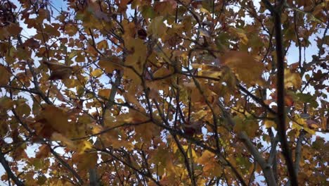 Nahaufnahme-Von-Bunten-Herbstblättern,-Die-Noch-Am-Baum-Hängen