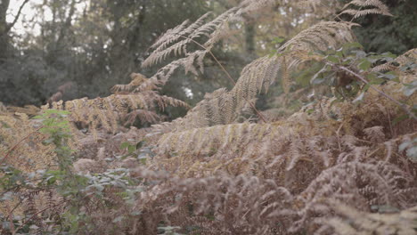 Camera-Pans-Between-Two-Red-Ferns-In-Autumn---Fall,-In-Slow-Motion---Ungraded