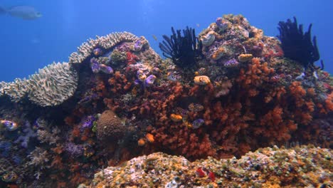 Colorido-Arrecife-Prístino-En-La-Región-De-Raja-Ampat