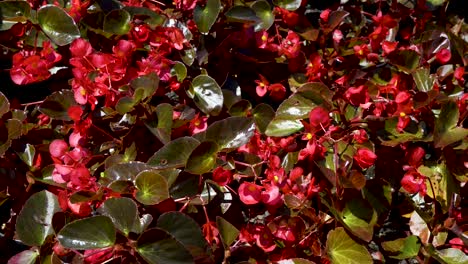 Schöne-Rote-Blumen-Im-Garten