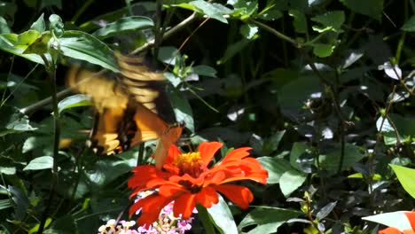 Ein-Schmetterling,-Der-Sich-Von-Einer-Blume-Ernährt