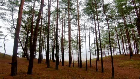 walking-in-a-northen-baltic-pine-forest-in-latvia,-getting-lost-to-enjoy-the-nature-alone-and-meet-the-beach,-natural-sea-coast