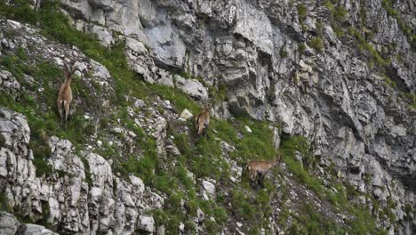 Herde-Von-Alpensteinböcken,-Die-Auf-Steilen-Klippen-Stehen-Capra-Ibex