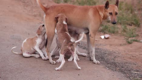 Mutterhund-Füttert-Welpen-I-Straßenhund-In-Indien