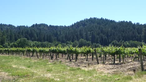Weinberge-In-Der-Nähe-Von-Korbel-Winery,-Guerneville,-Kalifornien