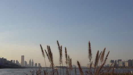 Grass-waving-in-front-of-Han-river-in-Seoul-on-sunset