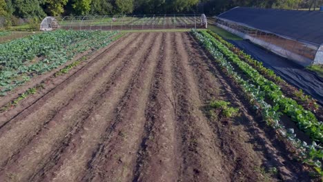 AERIAL:-Slow-pan-across-rows-of-greenery-and-vegetables-on-a-farm