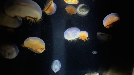 Jellyfish---Aurelia-Limbata---at-Kamon-Aquarium,-Japan