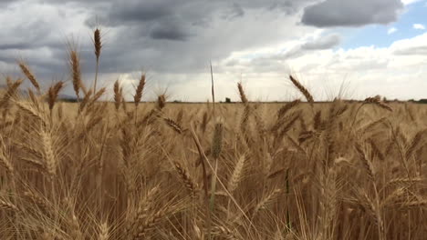 a-camera-movement-of-a-wheat-field-on-slow-motion