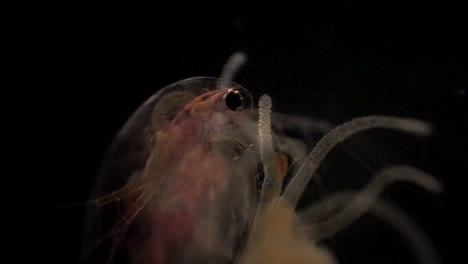 La-Dafnia-Microscópica-Queda-Atrapada-En-Los-Tentáculos-De-Una-Hidra