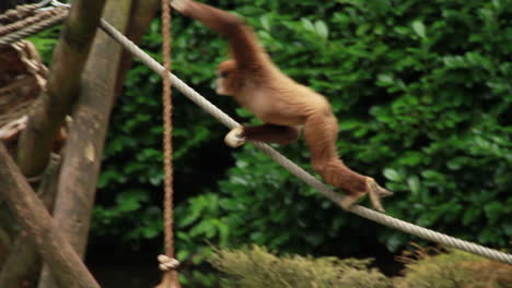 Mono-Lar-Gibbon-Sentado,-Caminando-Sobre-Una-Cuerda-Y-Balanceándose-En-El-Zoológico
