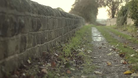 Dog-runs-along-path-in-countryside