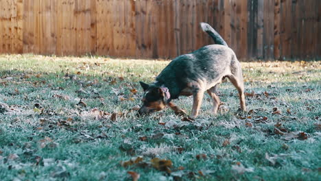 Blue-heeler-dog-searching-for-stick-on-frosty-morning-in-slow-motion