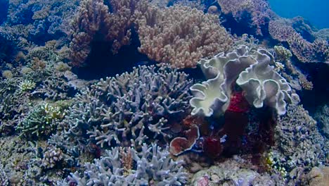 Schwenken-Durch-Ein-Großes-Gebiet-Mit-Korallen-In-Verschiedenen-Farben