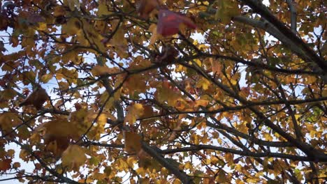 Blick-Durch-Herbstliche-Blätter