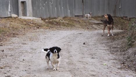 Hunde-Außerhalb-Von-Landwirtschaftlichen-Gebäuden,-Die-Bellen-Und-Ihr-Eigentum-Schützen