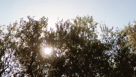 Olivenbäume-Im-Herbst-Vor-Der-Ernte,-Limassol,-Zypern