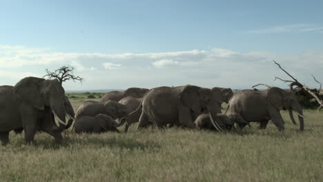 African-Elephant-family-in-a-hurry,-walking-in-grasslands,-Amboseli-N