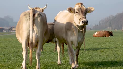 Cows-standing-next-to-each-other,-and-walking-toward-the-camera