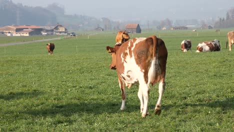 A-brown-withe-cows-walks-away