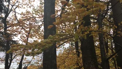 Baumwipfel-Bewegen-Sich-Im-Wind,-Herbstfarben