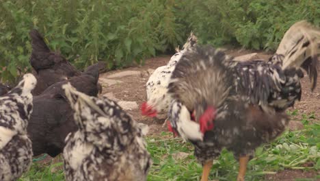 Close-Up-Large-Rooster-Feeds-Alongside-Smaller-Hens