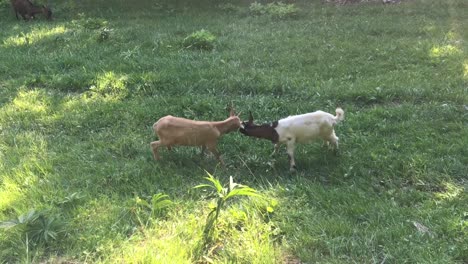 Two-young-goats-fight-and-play-on-a-green-grass-field