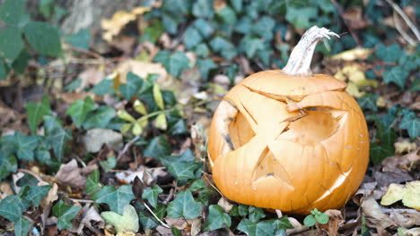 A-pumpkin-decaying-in-the-forest,-left-for-food-for-the-animals