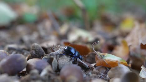 Beetle-hiding-in-leaves