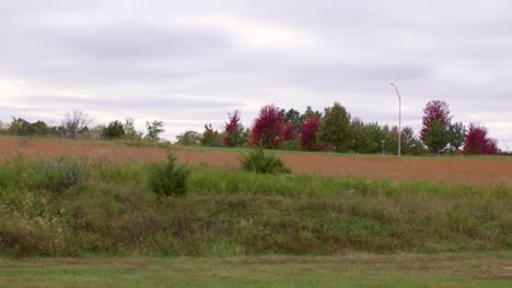 Tall-Grass-and-Bushes-Blow-Lightly-in-the-Wind-on-Cloudy-Day-with-Red-Trees-in-the-Background