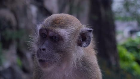 Close-up-of-a-Monkey-eating-in-Kuala-Lumpur,-Malaysia-in-4K
