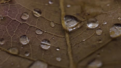 Macro-close-up-of-brown-orange-fall-leaves-with-round-rain-droplets-on-them